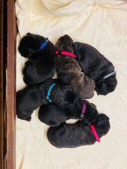 Štěňata Cane Corso s PP - 4