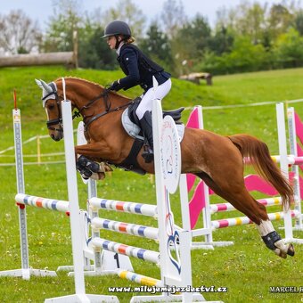 Sportovní pony klisna - 4