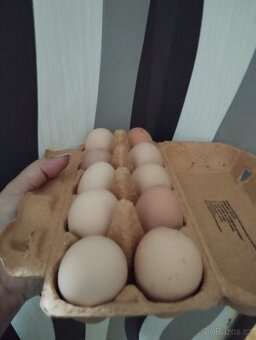 Násadbová vejce Bráhmanka velká - 4