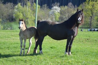 Welsh cob - hřebeček - 4