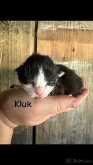 Darujeme koťata - 4