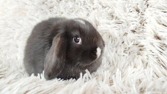 Zakrslý beránek, králíček, králík - DENIS - 4