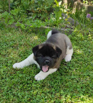 Americká Akita - American Akita - 4
