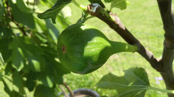 Fíkovník - Ficus carica "SULTANE" - 4