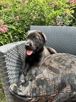 štěňata labrador a – připravena k odběru - 4