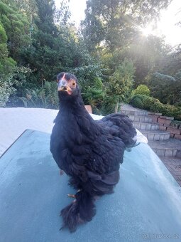 SLEPICE KOČINKY již jen pár - 4