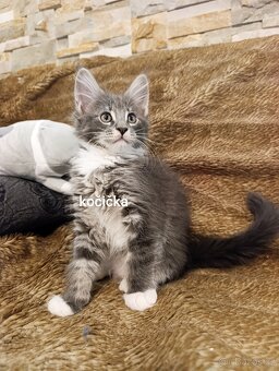 Mainská mývalí kočka - koťata bez PP - 4