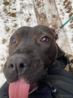 GORA K ADOPCI - něžné plaché zlatíčko - 4