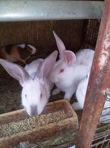 Prodám králíky a křepelky - 4