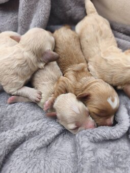 Maltipoo - 4