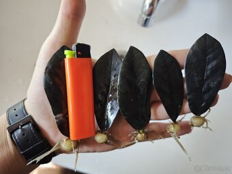 Zamioculcas Black raven 4+1 zdarma - 4