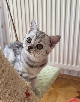 Britská kočička WHISKAS - 4