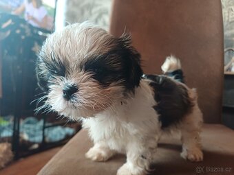 Shih-tzu - 4