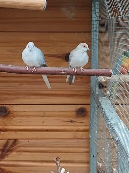 Holoubek diamantový - 4