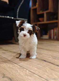 Jorkširský terier s PP - 4