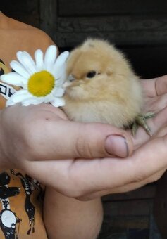 prodám násadová vajíčka - 4