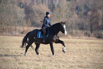 Osmiletý valach welsh cob D - 4