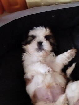 Shih-tzu s PP - 4