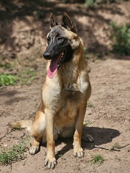 Belgický ovčák malinois fenka s PP - 4