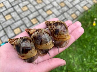 Africký šnek- lissachatina reticulata, oblovka síťkovaná - 4