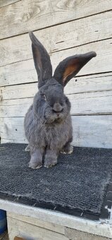 Belgický obr modrý - 4