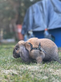 Zakrslí králík beránek - 4