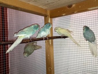 Kakariki červenočelý - 4