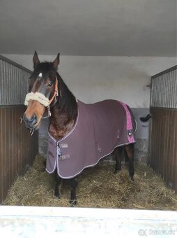 Kobyla na rekreaci, společník, do chovu - 4