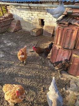 Kohouti na prodej - 4