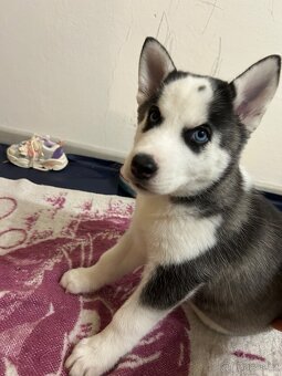 🐾 Štěňátko sibiřský husky 🐾 - 4