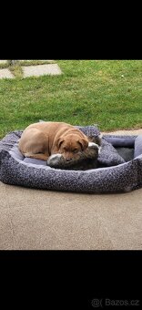 Sháníme nový domov - 4