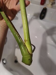 Monstera Deliciosa - 4