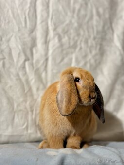Beránek - Lola - 4