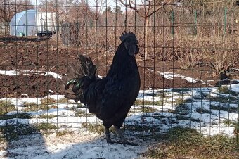 Kuřátka Ayam Cemani - 4