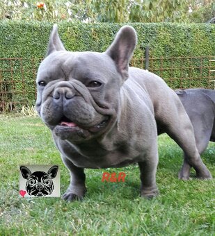 Francouzský buldoček modrý - French bulldog blue - 4