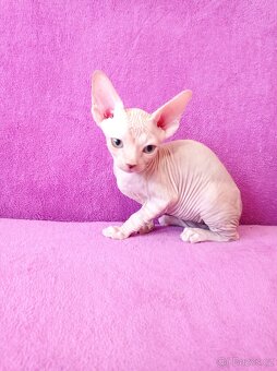 SPHYNX koťátka bez PP - 4