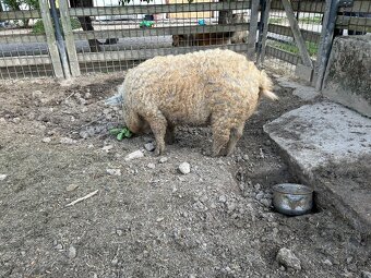 Mangalica - Mangalice - 4