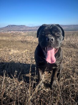 🐾 Rezervace štěňat Cane Corso – bez PP 🐾 - 4