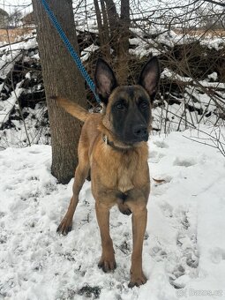Belgický ovčák Malinois - 4