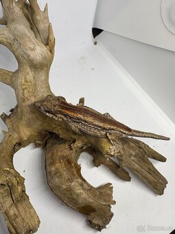 Rhacodactylus auriculatus - 4