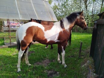 APH Valach 2 roky paint horse - 4