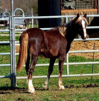 Welsh Cob C, Welsh pony - 4