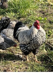 násadová vejce Ayam Cemani,Arakaun,Maranska,wyandotka - 4
