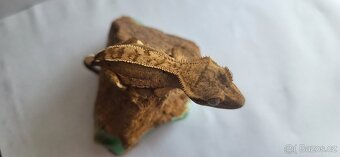 🦎 Mláďata pagekona řasnatého na prodej - 4