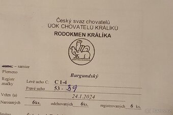 Burgundský králík s PP, samice - 4