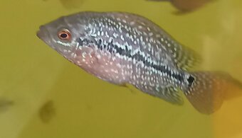 Flowerhorn - 4