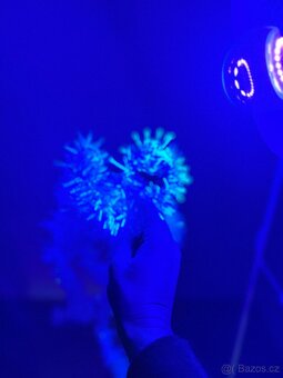 Lampa s UV žárovkou - 4