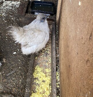 Prodám kohouty hedvabničky - 4