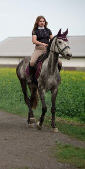 Malopolský valach, 7 let - 4