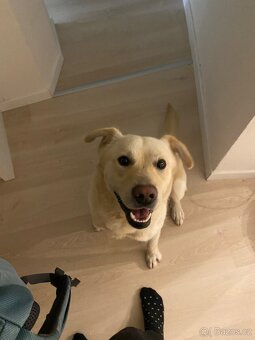 Kříženec husky a labrador - 4